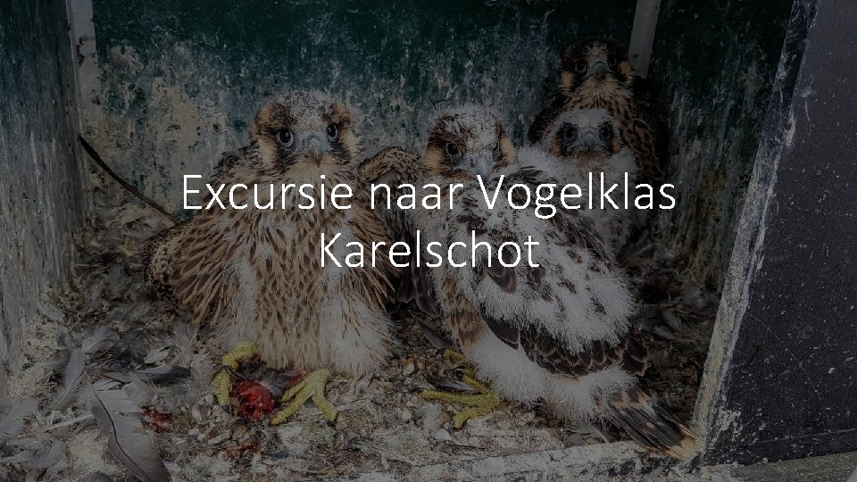 Excursie naar Vogelklas Karelschot 