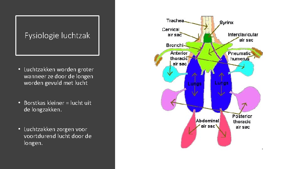 Fysiologie luchtzak • Luchtzakken worden groter wanneer ze door de longen worden gevuld met