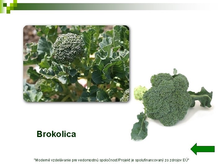 Brokolica "Moderné vzdelávanie pre vedomostnú spoločnosť/Projekt je spolufinancovaný zo zdrojov EÚ" 