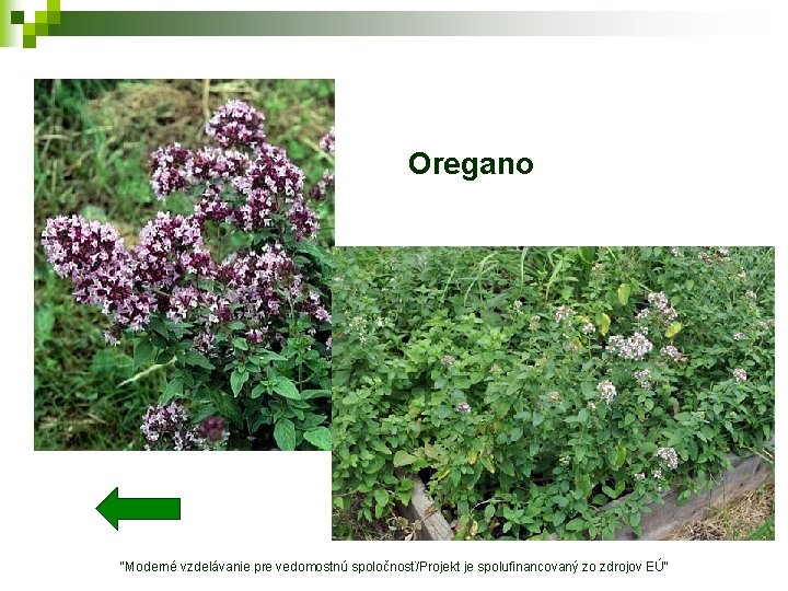 Oregano "Moderné vzdelávanie pre vedomostnú spoločnosť/Projekt je spolufinancovaný zo zdrojov EÚ" 