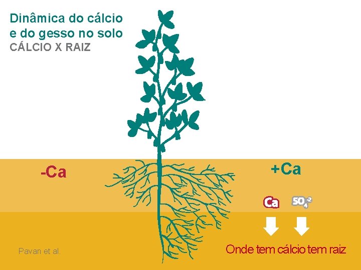 Dinâmica do cálcio e do gesso no solo CÁLCIO X RAIZ -Ca Pavan et