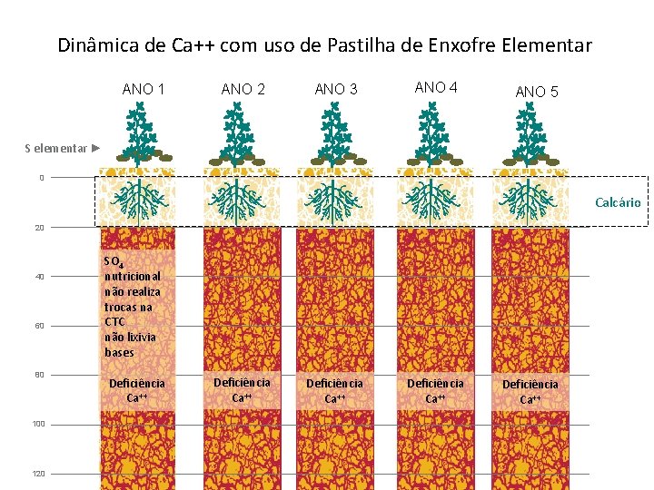 Dinâmica de Ca++ com uso de Pastilha de Enxofre Elementar ANO 1 ANO 2