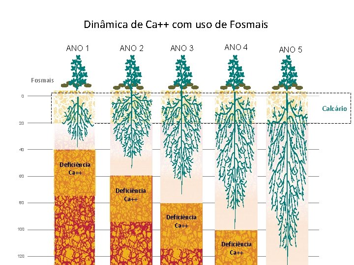 Dinâmica de Ca++ com uso de Fosmais ANO 1 ANO 2 ANO 3 ANO