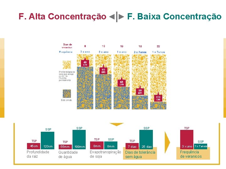 Presença de raiz Profund. (cm) Saturação Al (m%) 1 15 12 30 47 45