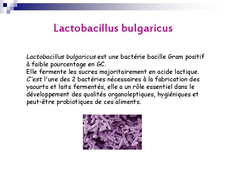 Lactobacillus bulgaricus est une bactérie bacille Gram positif à faible pourcentage en GC. Elle Lactobacillus bulgaricus est une bactérie bacille Gram positif à faible pourcentage en GC. Elle