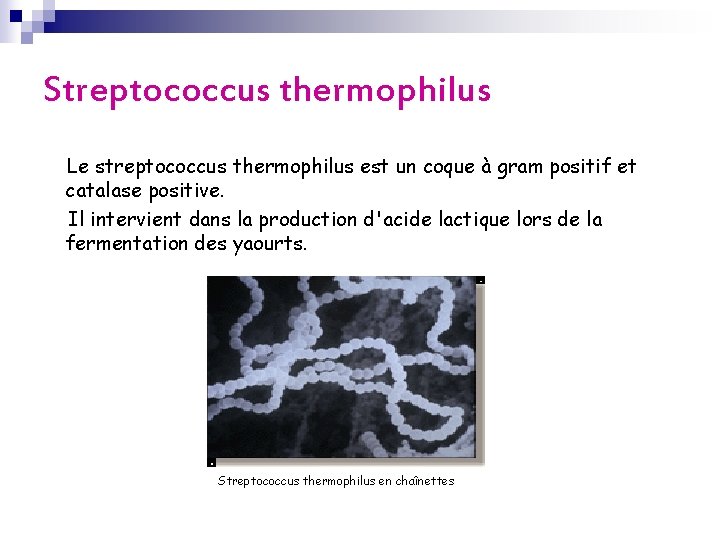 Streptococcus thermophilus Le streptococcus thermophilus est un coque à gram positif et catalase positive.