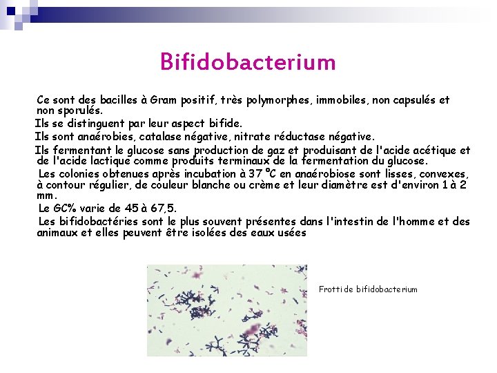 Bifidobacterium Ce sont des bacilles à Gram positif, très polymorphes, immobiles, non capsulés et Bifidobacterium Ce sont des bacilles à Gram positif, très polymorphes, immobiles, non capsulés et