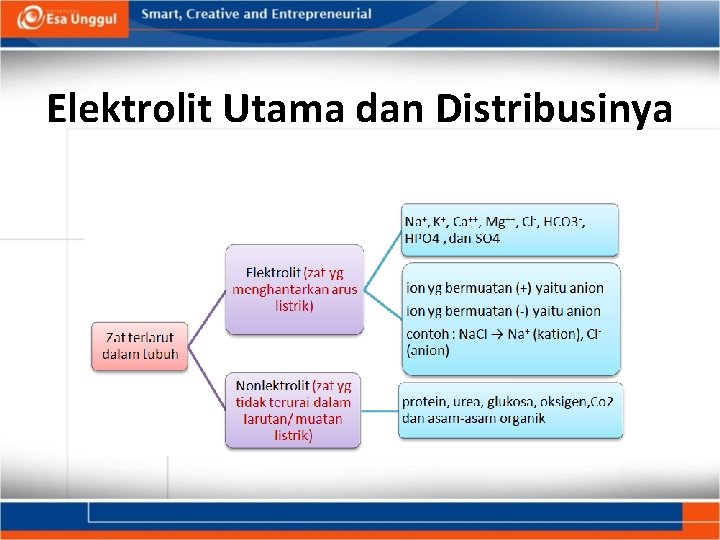 Elektrolit Utama dan Distribusinya 