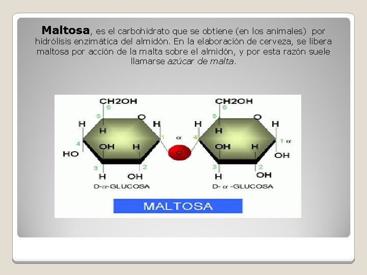 Maltosa, es el carbohidrato que se obtiene (en los animales) por hidrólisis enzimática del