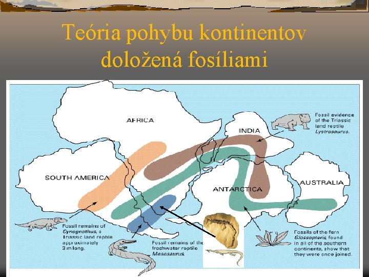 Teória pohybu kontinentov doložená fosíliami 