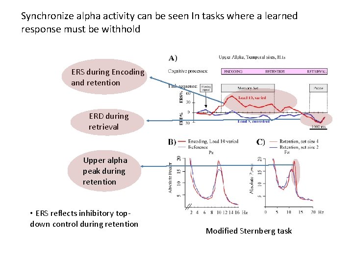 Synchronize alpha activity can be seen In tasks where a learned response must be