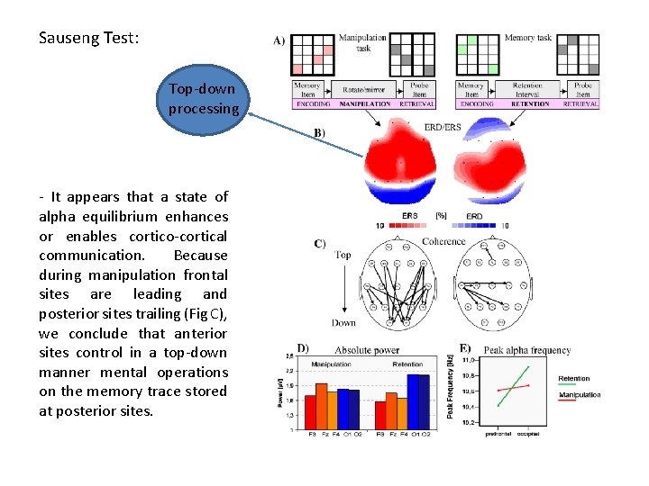 Sauseng Test: Top-down processing - It appears that a state of alpha equilibrium enhances