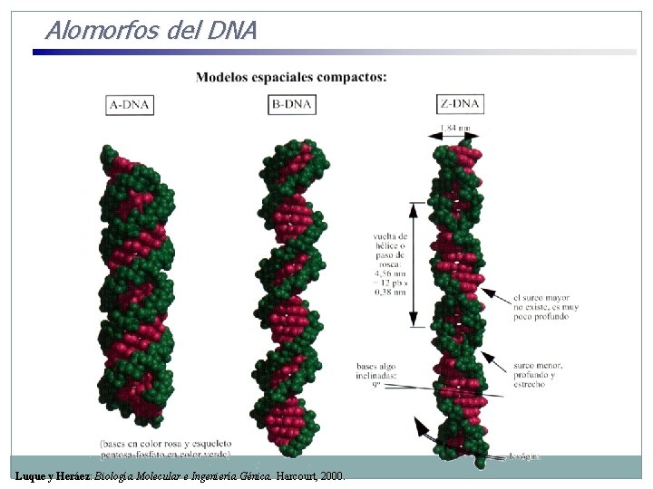 Alomorfos del DNA Luque y Heráez: Biología Molecular e Ingeniería Génica. Harcourt, 2000. 