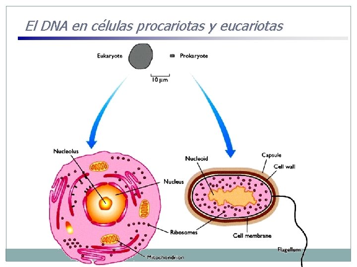 El DNA en células procariotas y eucariotas 