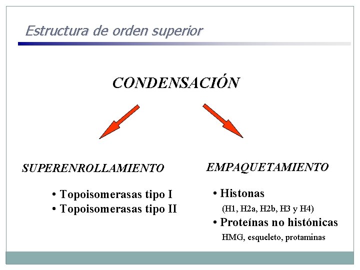 Estructura de orden superior CONDENSACIÓN SUPERENROLLAMIENTO • Topoisomerasas tipo II EMPAQUETAMIENTO • Histonas (H