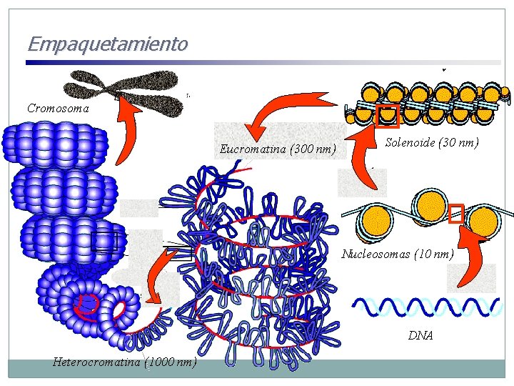 Empaquetamiento Cromosoma Eucromatina (300 nm) Solenoide (30 nm) Nucleosomas (10 nm) DNA Heterocromatina (1000