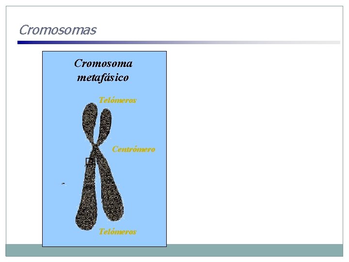 Cromosomas Cromosoma metafásico Telómeros Centrómero Telómeros 