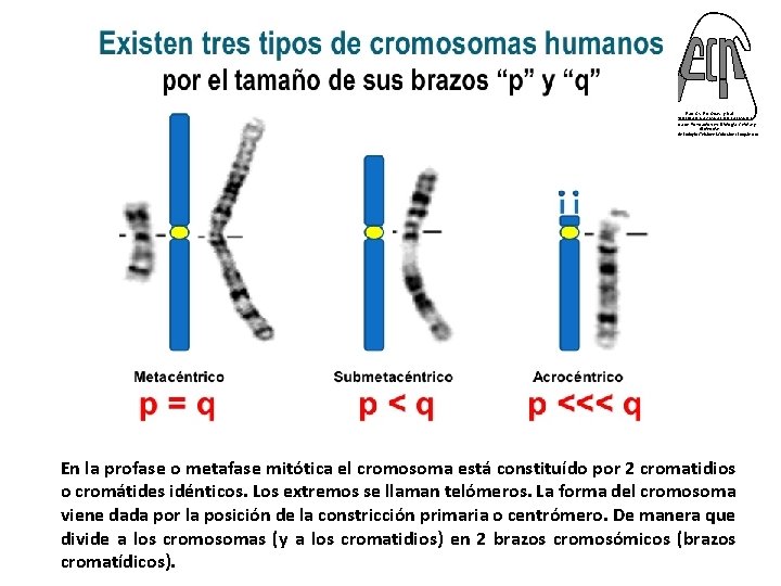 TIPOS DE CROMOSOMAS Fac. Cs. Ex. Qcas. y Nat. UNIVERSIDAD NACIONAL DE MISIONES Programa