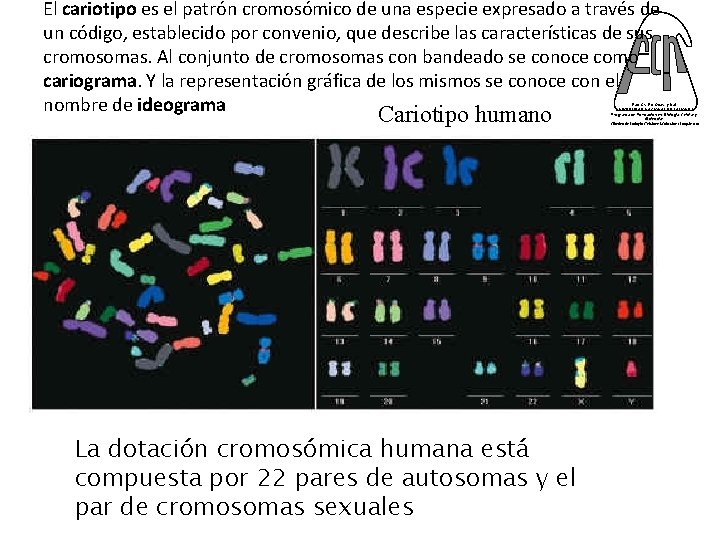 El cariotipo es el patrón cromosómico de una especie expresado a través de un