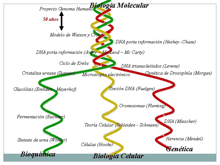 Biología Molecular Proyecto Genoma Humano 50 años Modelo de Watson y Crik DNA porta