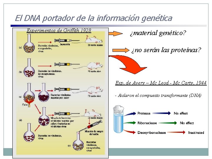 El DNA portador de la información genética Experimentos de Griffith 1928 • Miescher aisló