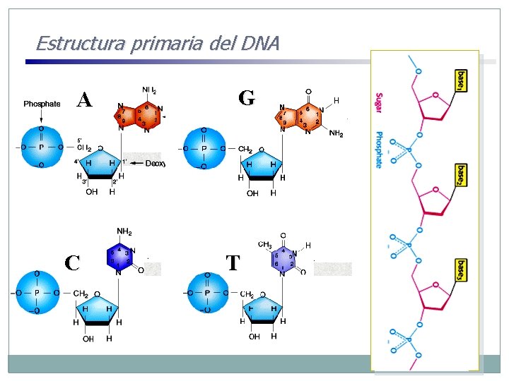 Estructura primaria del DNA A C G T 