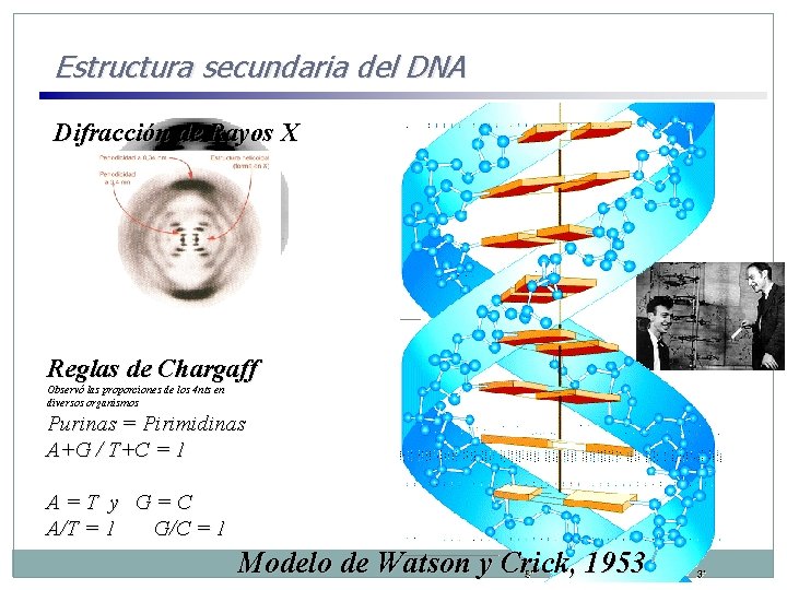 Estructura secundaria del DNA Difracción de Rayos X Reglas de Chargaff Observó las proporciones