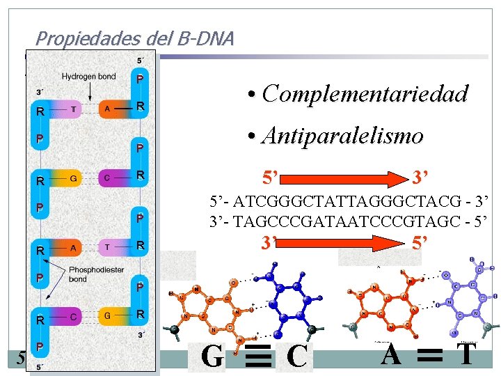 Propiedades del B-DNA 5’ R P R P R 5’ 3’P R • Complementariedad