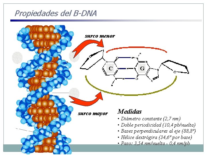 Propiedades del B-DNA surco menor Modelo C surco mayor G Medidas • Diámetro constante