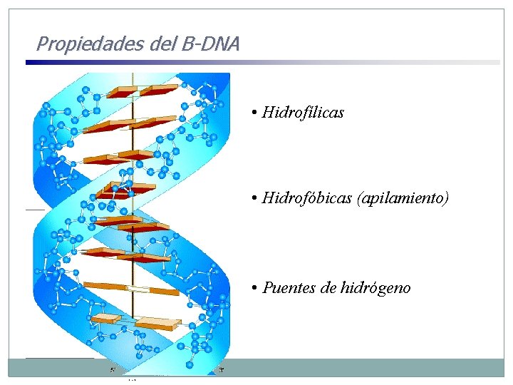 Propiedades del B-DNA • Hidrofílicas • Hidrofóbicas (apilamiento) • Puentes de hidrógeno 