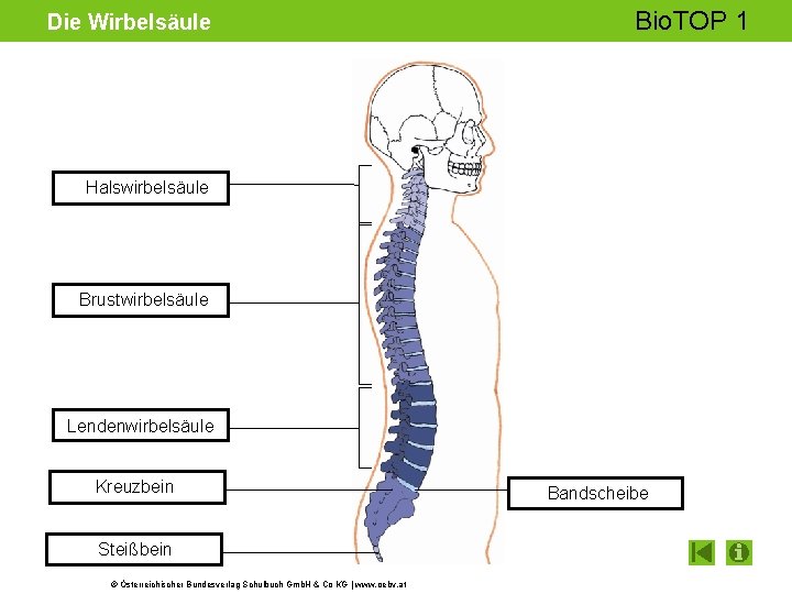Die Wirbelsäule Bio. TOP 1 Halswirbelsäule Brustwirbelsäule Lendenwirbelsäule Kreuzbein Steißbein © Österreichischer Bundesverlag Schulbuch