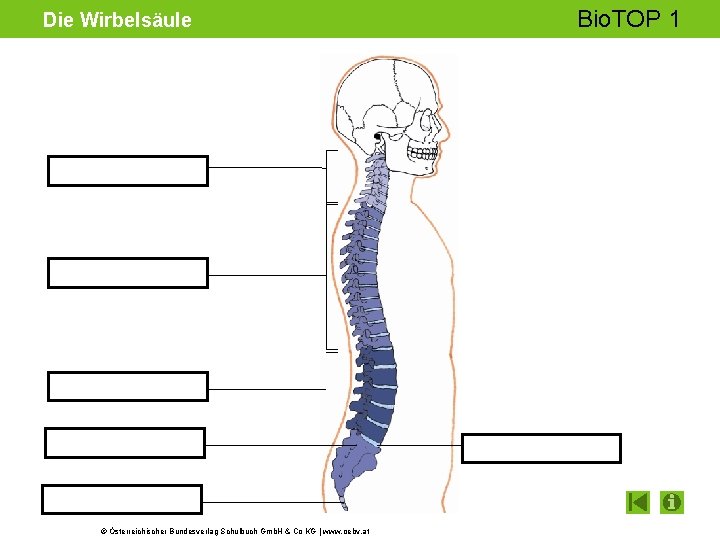 Die Wirbelsäule © Österreichischer Bundesverlag Schulbuch Gmb. H & Co KG | www. oebv.