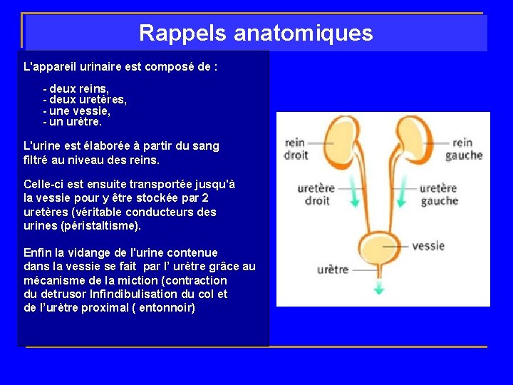 Rappels anatomiques L'appareil urinaire est composé de : - deux reins, - deux uretères,