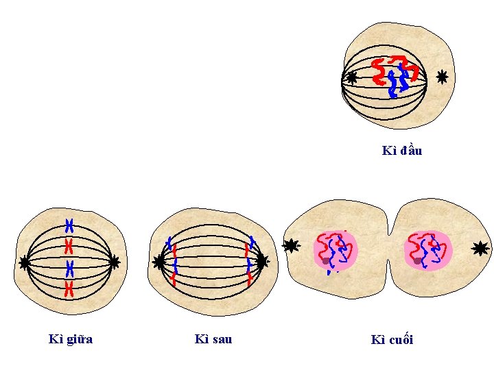 Kì đầu Kì giữa Kì sau Kì cuối 