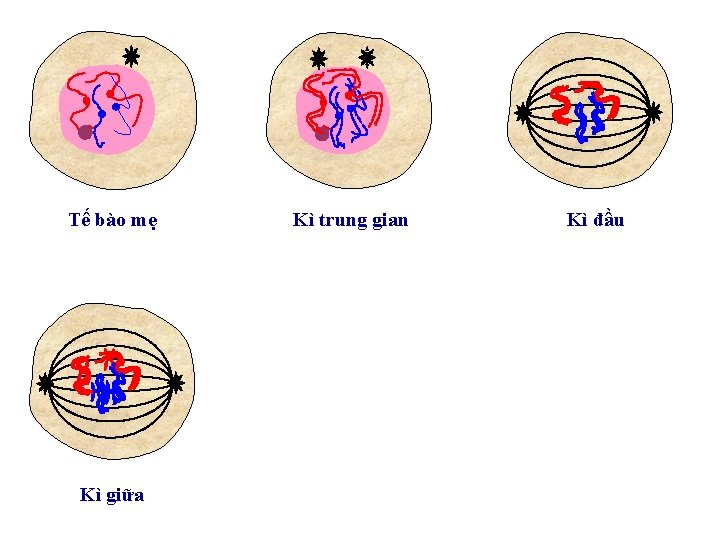 Tế bào mẹ Kì giữa Kì trung gian Kì đầu 