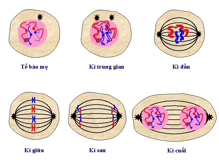 Tế bào mẹ Kì giữa Kì trung gian Kì sau Kì đầu Kì cuối