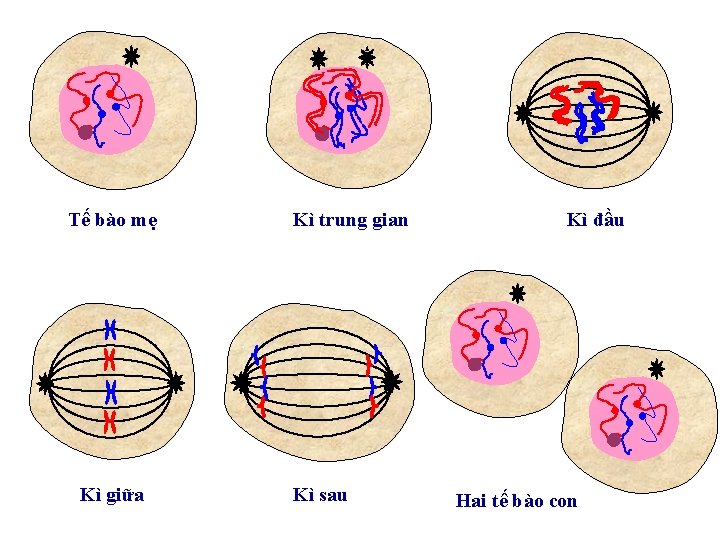 Tế bào mẹ Kì giữa Kì trung gian Kì sau Kì đầu Hai tế