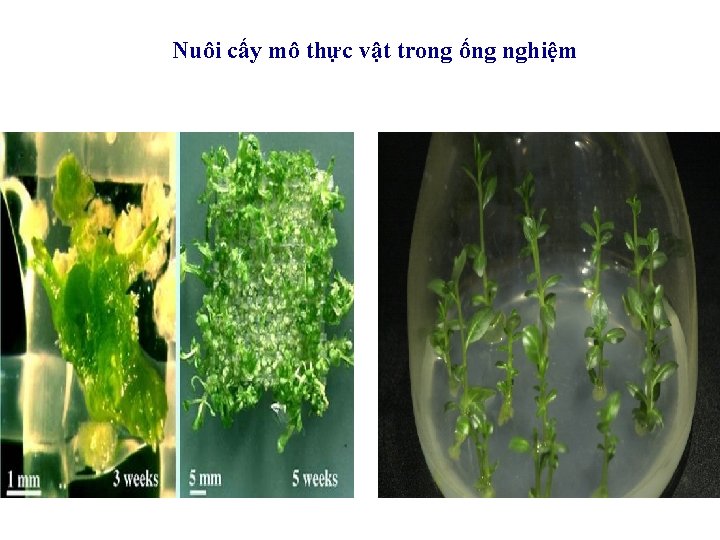 Nuôi cấy mô thực vật trong ống nghiệm 