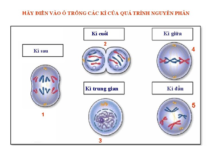 HÃY ĐIỀN VÀO Ô TRỐNG CÁC KÌ CỦA QUÁ TRÌNH NGUYÊN PH N Kì