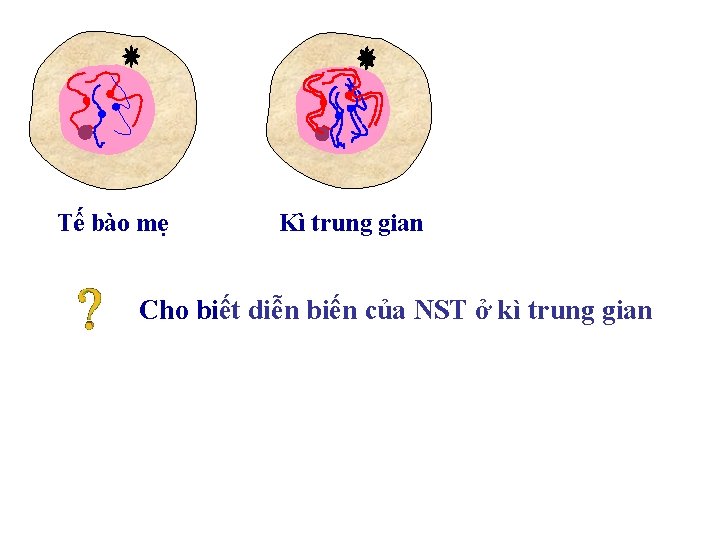 Tế bào mẹ Kì trung gian Cho biết diễn biến của NST ở kì