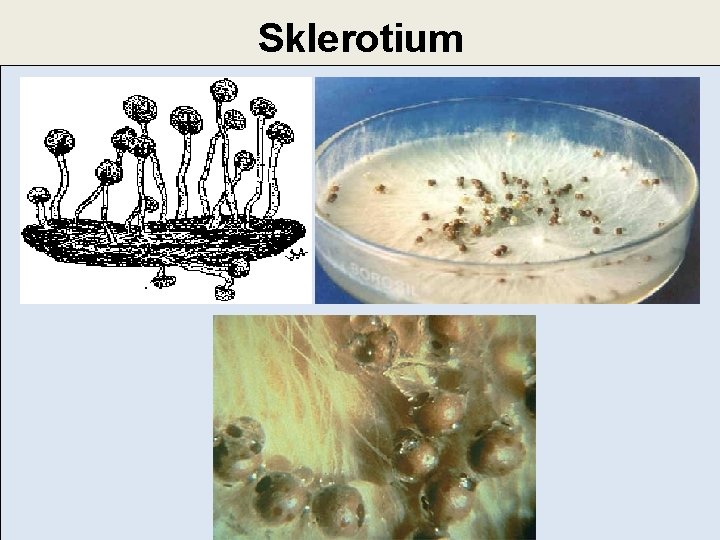 Sklerotium 