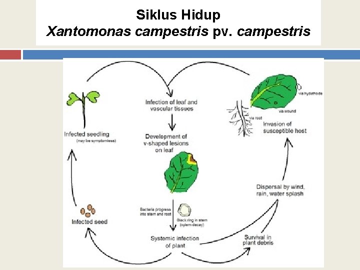 Siklus Hidup Xantomonas campestris pv. campestris 