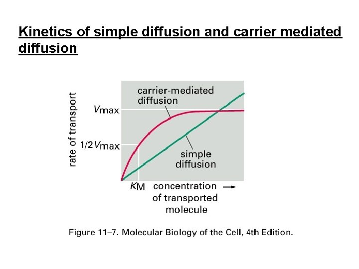 Kinetics of simple diffusion and carrier mediated diffusion 