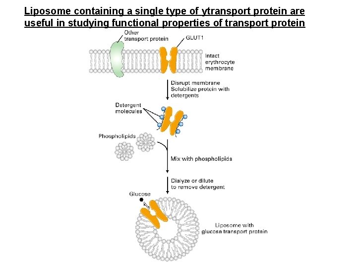 Liposome containing a single type of ytransport protein are useful in studying functional properties