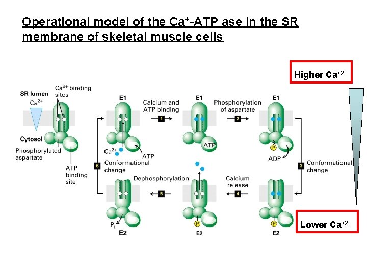 Operational model of the Ca+-ATP ase in the SR membrane of skeletal muscle cells