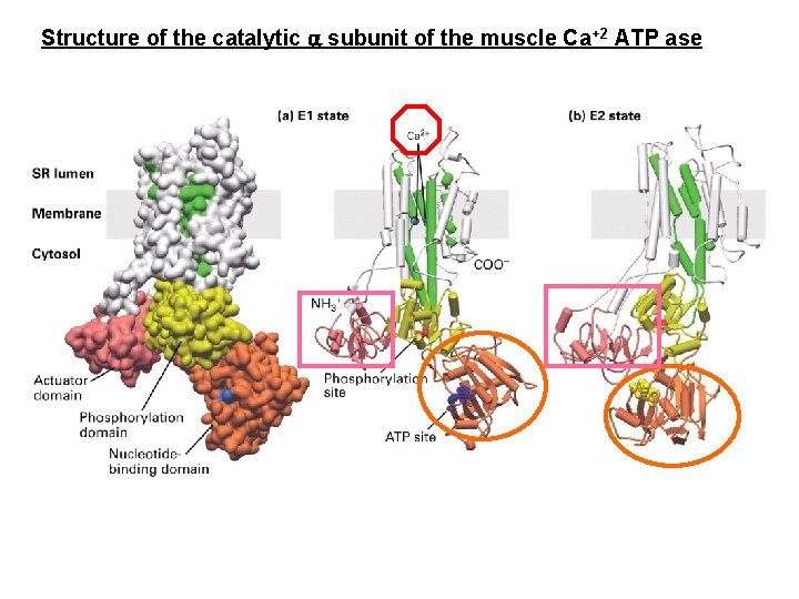 Structure of the catalytic subunit of the muscle Ca+2 ATP ase 