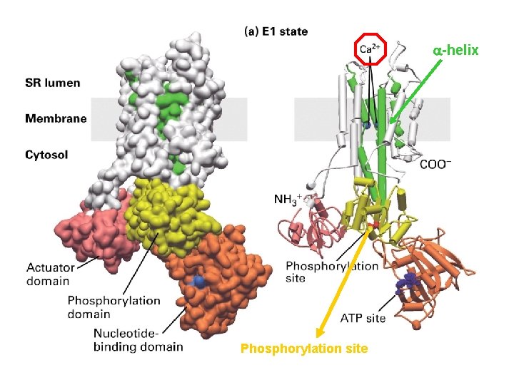  -helix Phosphorylation site 