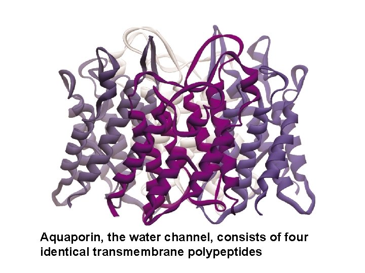 Aquaporin, the water channel, consists of four identical transmembrane polypeptides 