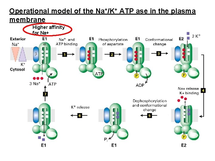 Operational model of the Na+/K+ ATP ase in the plasma membrane Higher affinity for