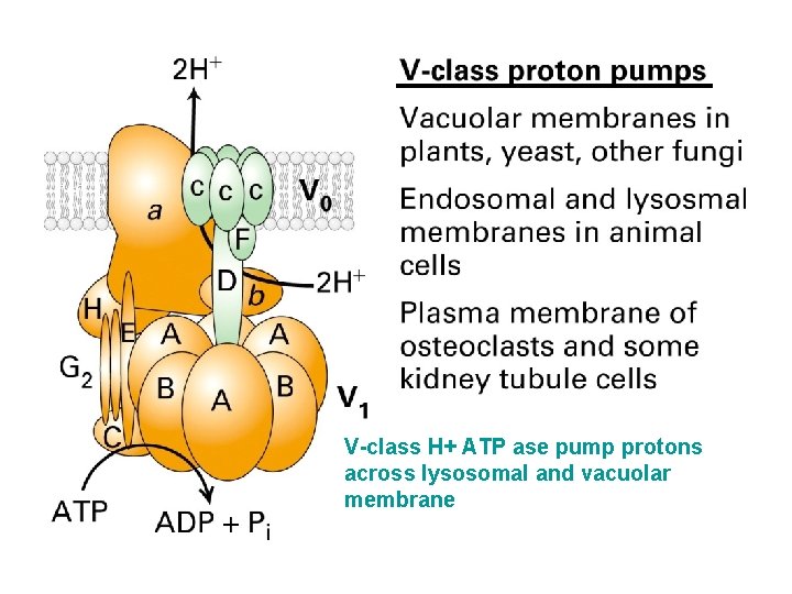 V-class H+ ATP ase pump protons across lysosomal and vacuolar membrane 